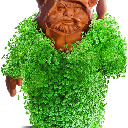 Chia Pet Star Wars Ewok, Decorative Pottery Planter